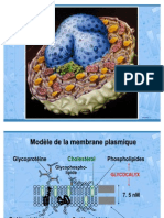 79013105 2 La Surface Cellulaire