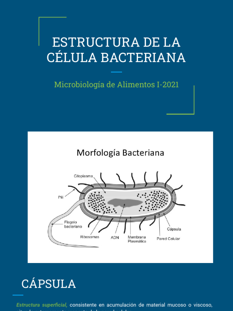 Estructura y Funciones de la Célula Bacteriana | PDF | Las bacterias ...