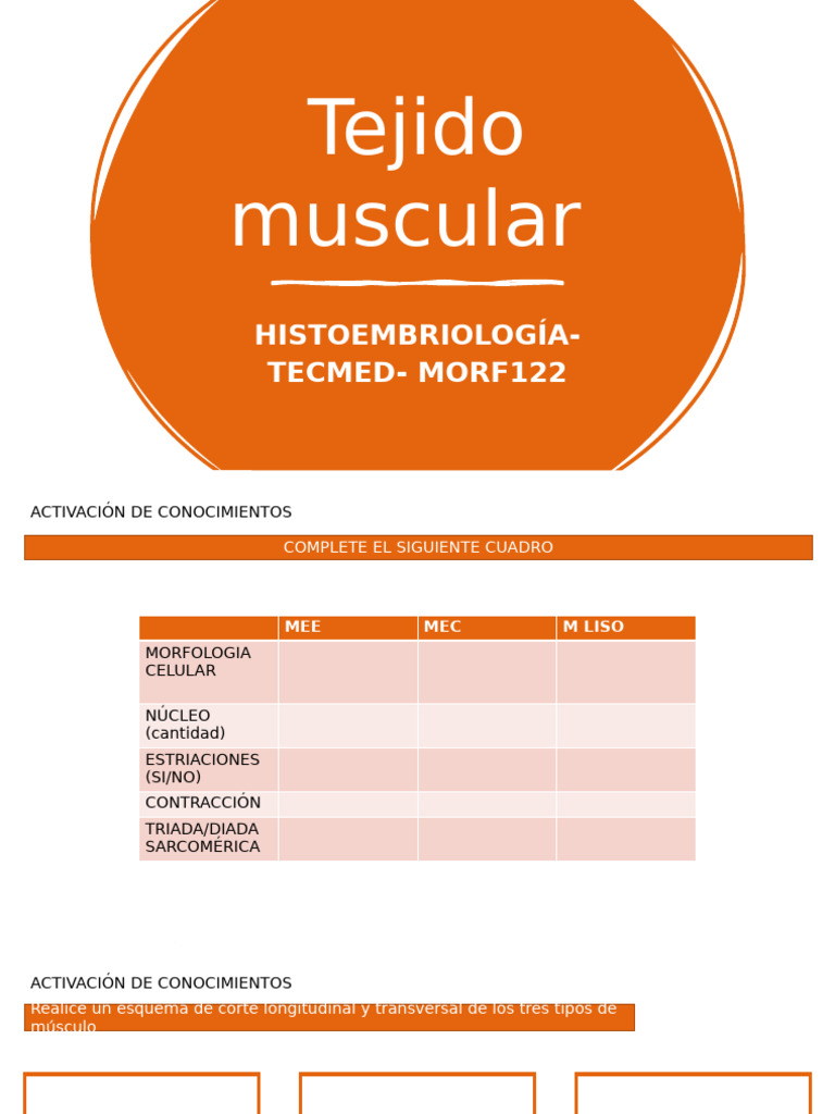 Copia de Tejido+muscular+histoembriolog%C3%ADa+ | PDF | Músculo ...