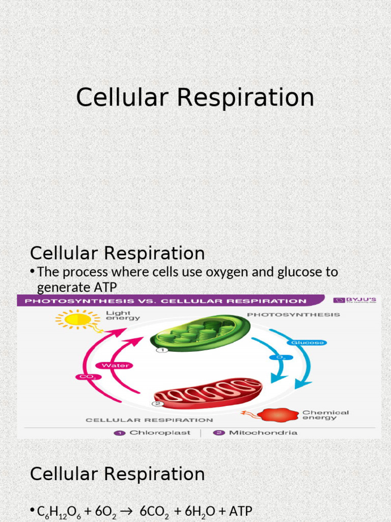 Cellular Respiration | PDF | Cellular Respiration | Adenosine Triphosphate