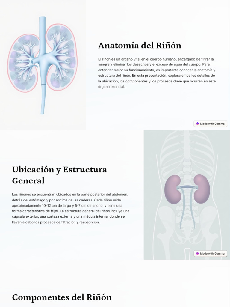 Anatomia Del Rinon | PDF | Riñón | Sistema urinario