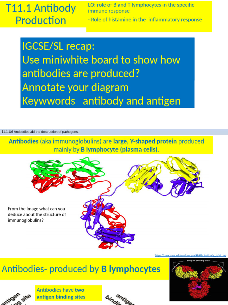 11.1a Antibody Production and Allergy | PDF | Antibody | Antigen