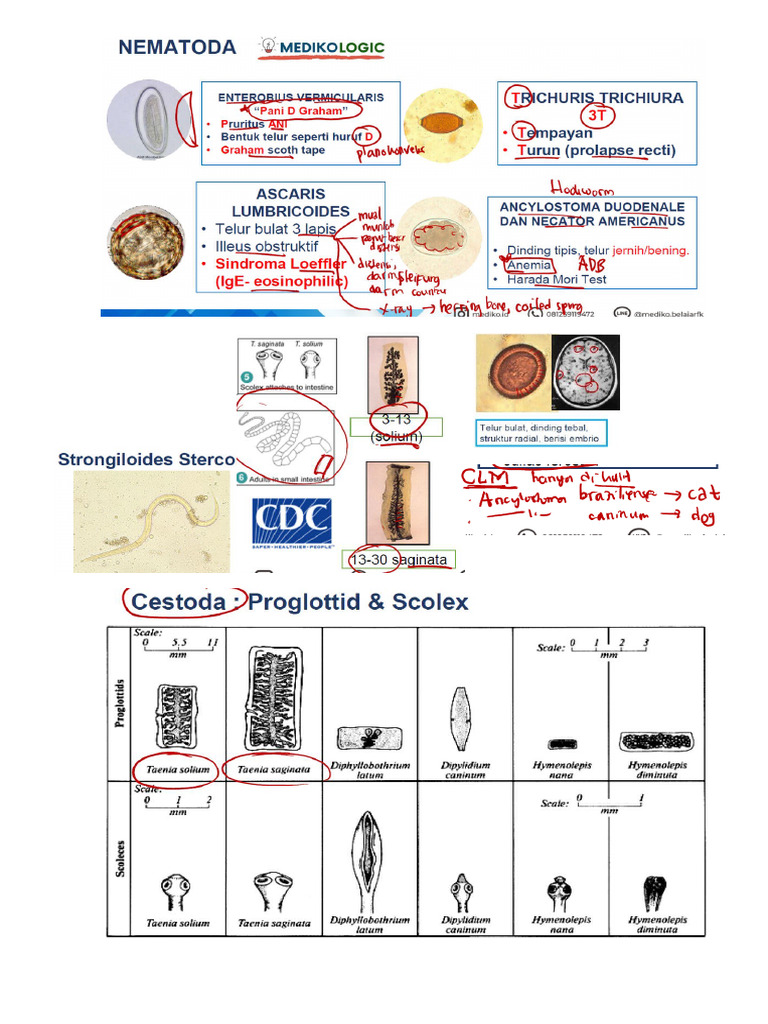 Gambar Infeksi Cacing Anak | PDF
