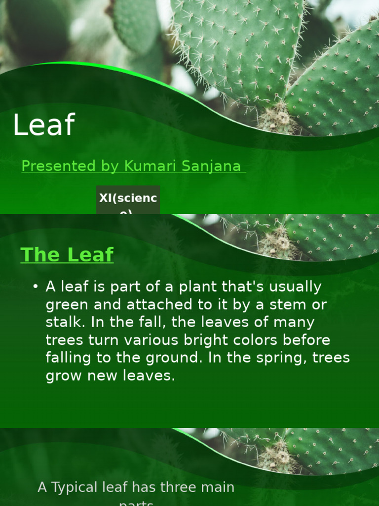 Anatomy and Types of Leaves Explained | PDF | Leaf | Plants