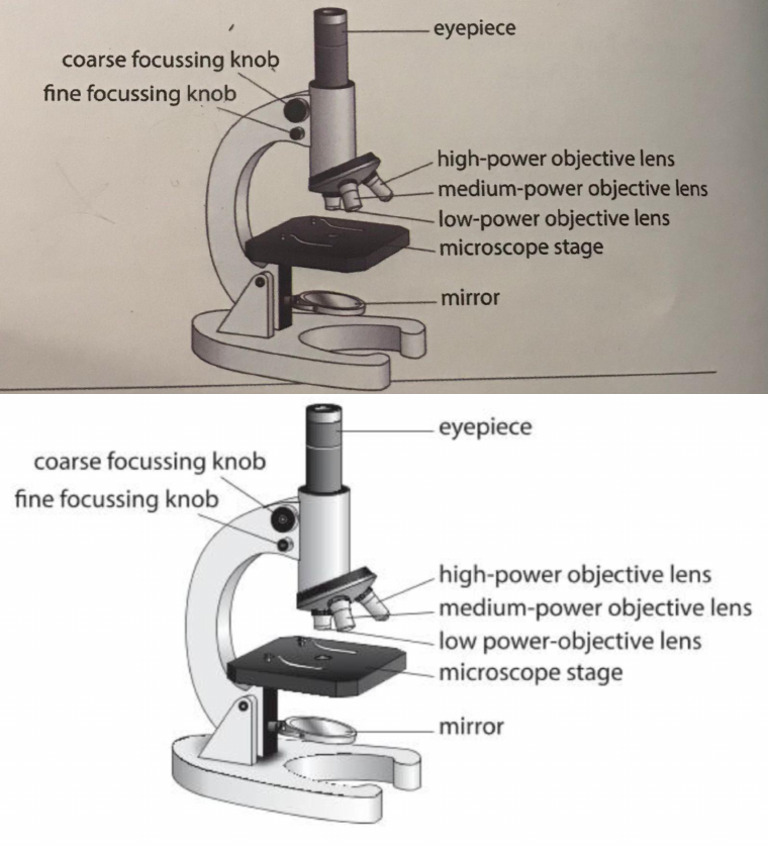 Microscope Parts and Functions Guide | PDF