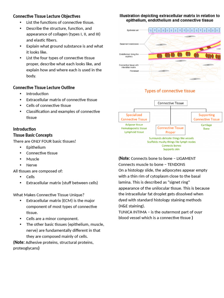 3-Connective Tissue Transes | PDF | Connective Tissue | Collagen