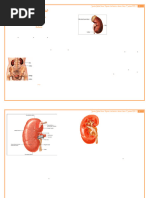 Anatomia e Funções dos Rins Humanos | PDF