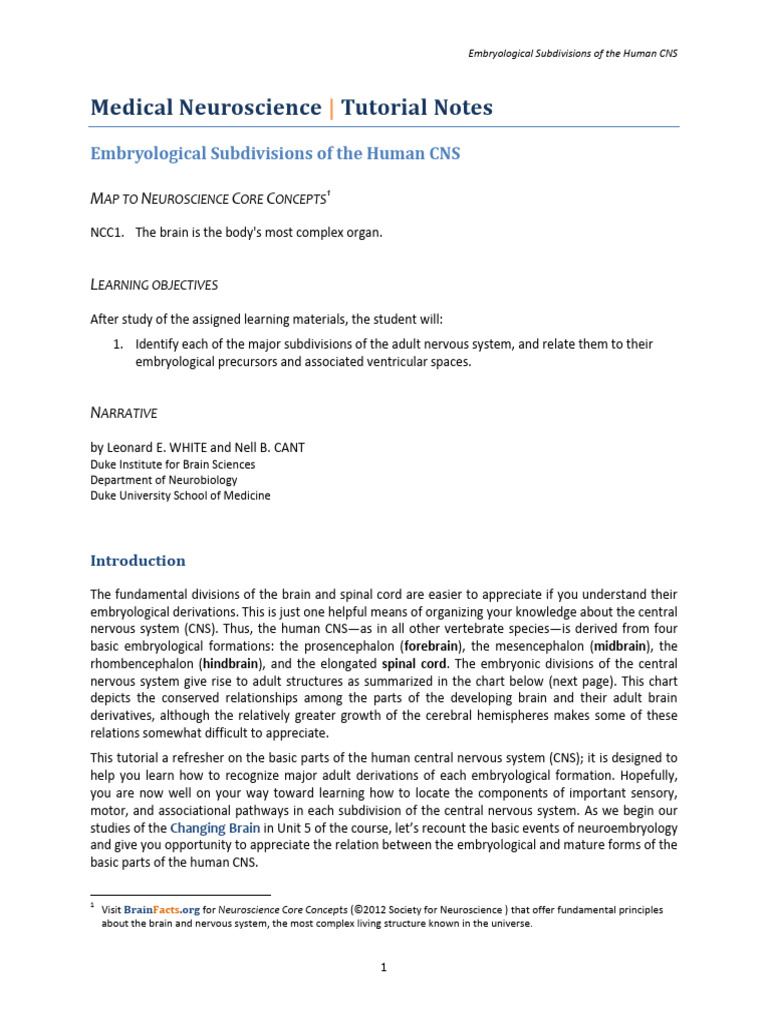 Neuroscience 5 - Duke | PDF | Nervous System | Central Nervous System