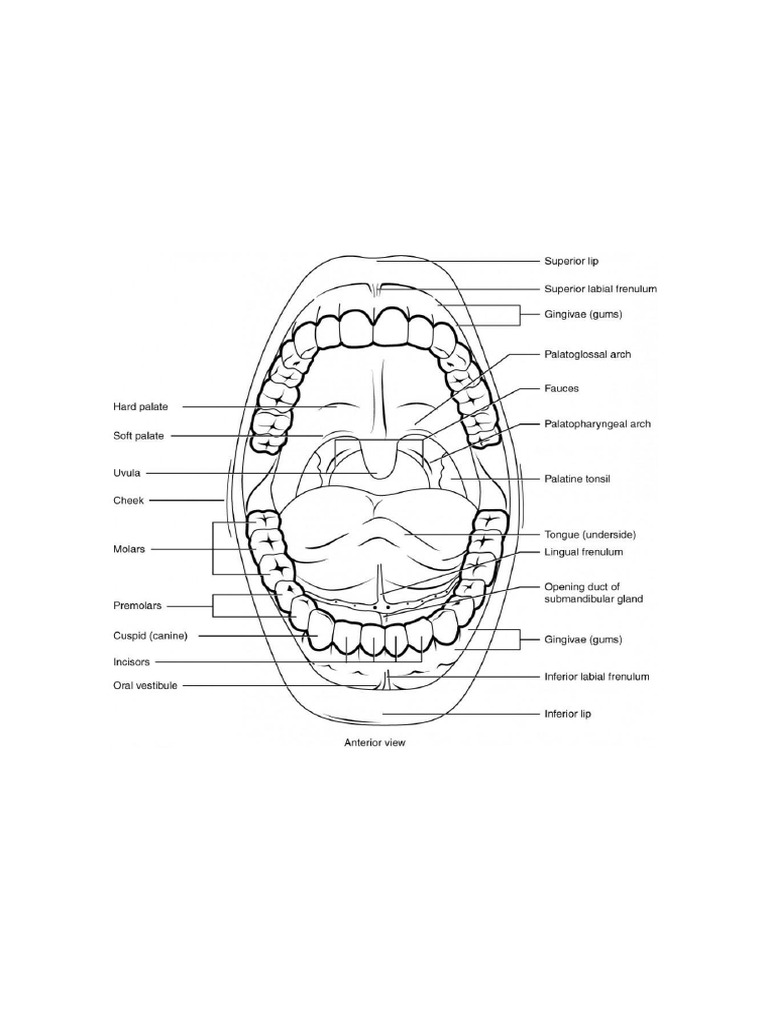 Vocabulario Boca Ingles | PDF