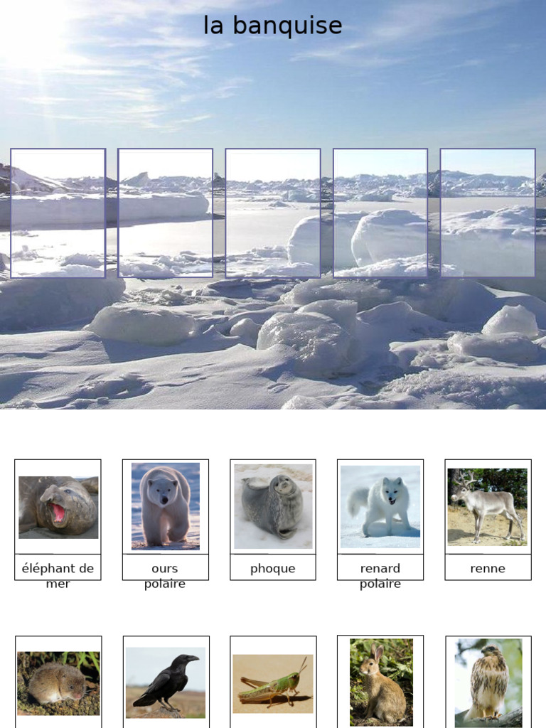 Animaux Et Leurs Lieux de Vie | PDF