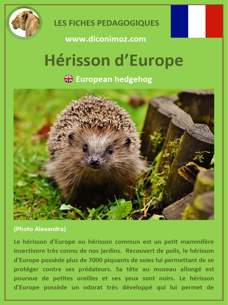 Hérisson d'Europe : caractéristiques et habitat | PDF