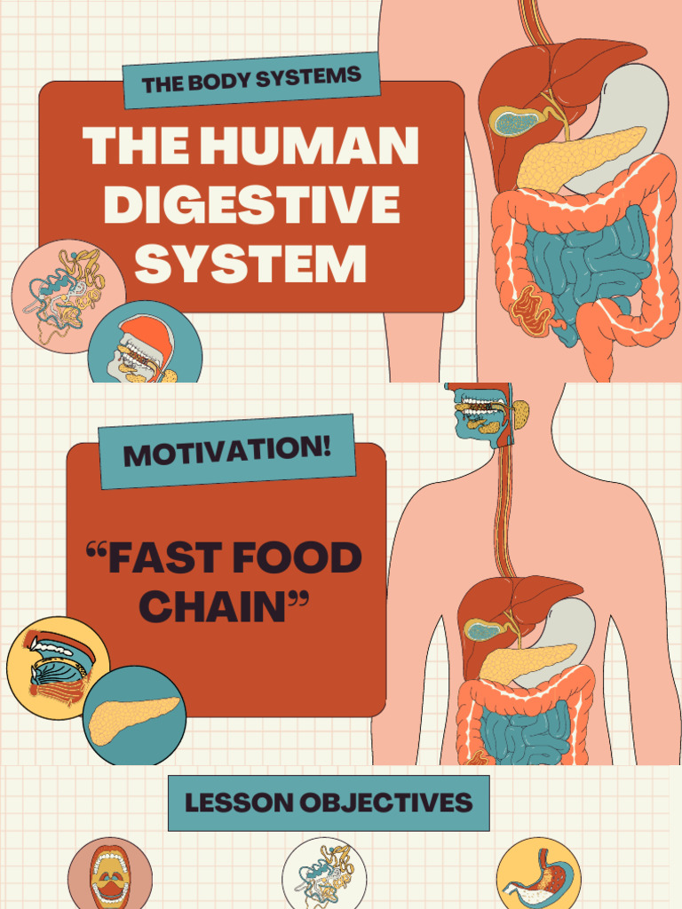 Human Digestive System Overview | PDF | Small Intestine | Digestion