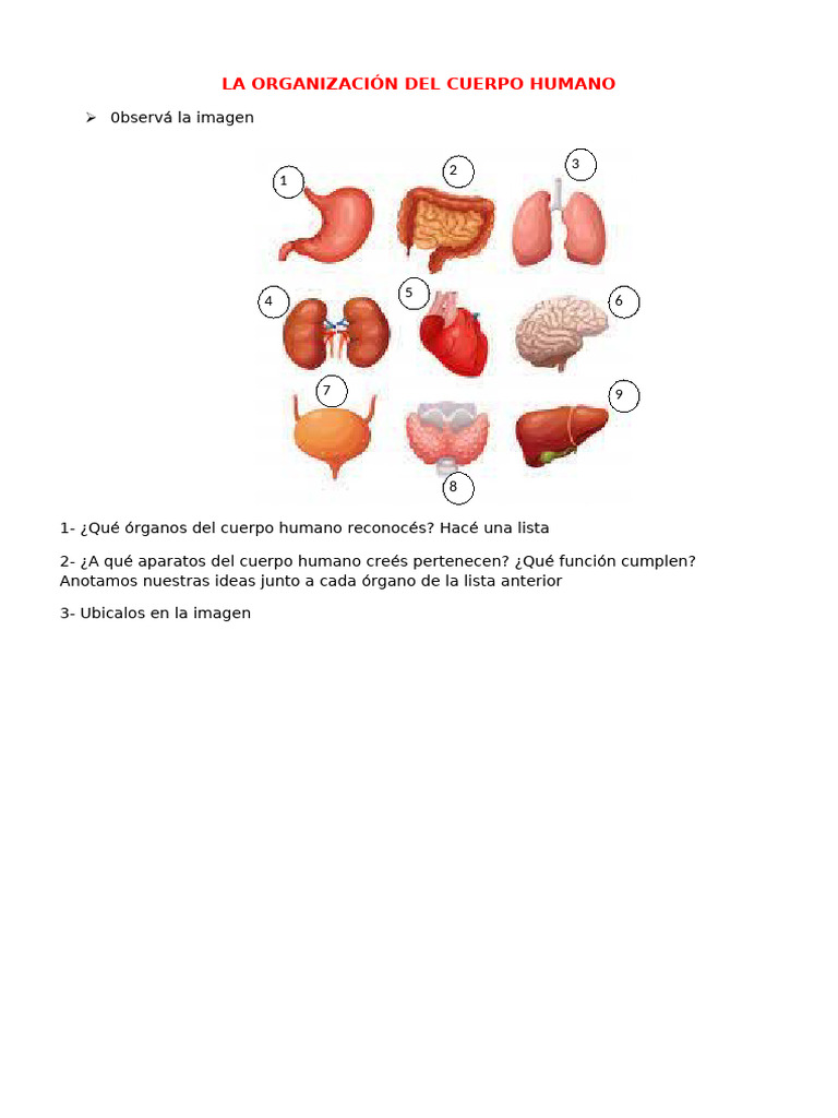 Sistemas del Cuerpo Humano | PDF | Sistema respiratorio | Cuerpo humano