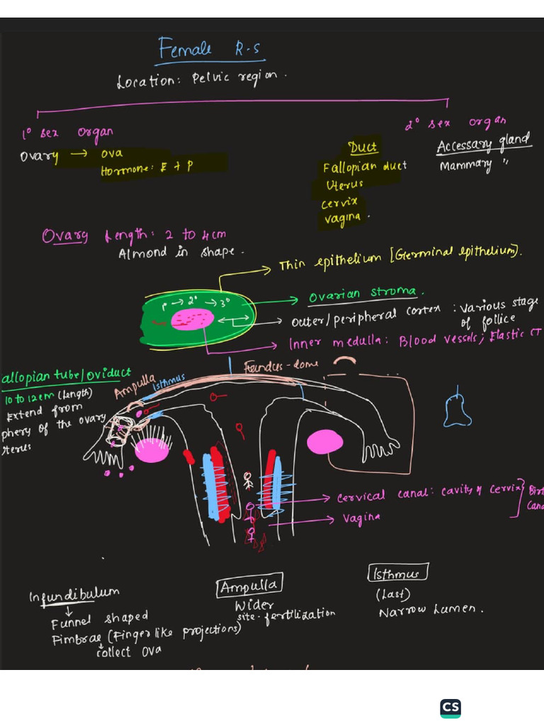 Female Reproductive System N Oogenesis | PDF