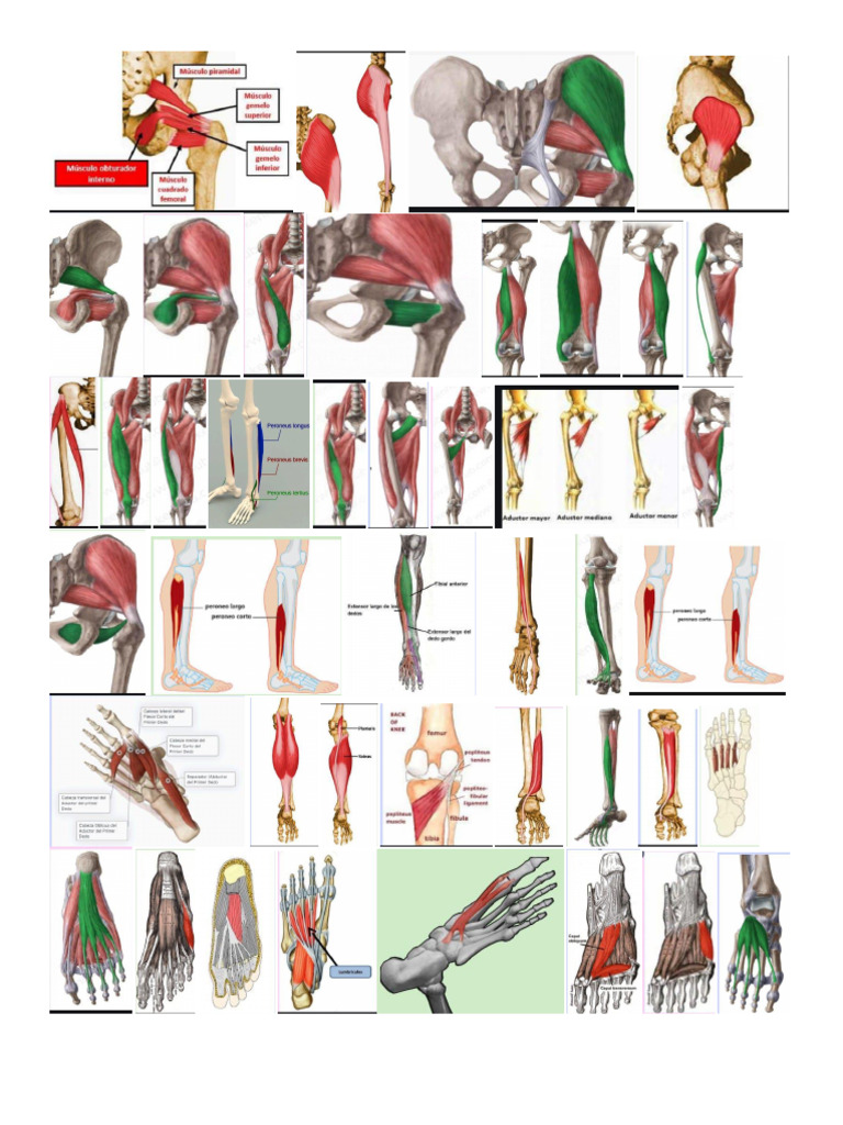 Miembro Inferior Pdf