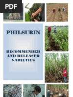 RC 160 and RC 218 Rice Varieties Overview | PDF | Crops | Agronomy