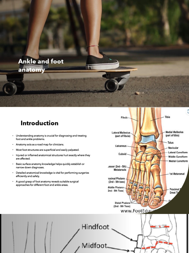 Ankle and foot anatomy | PDF | Foot | Ankle