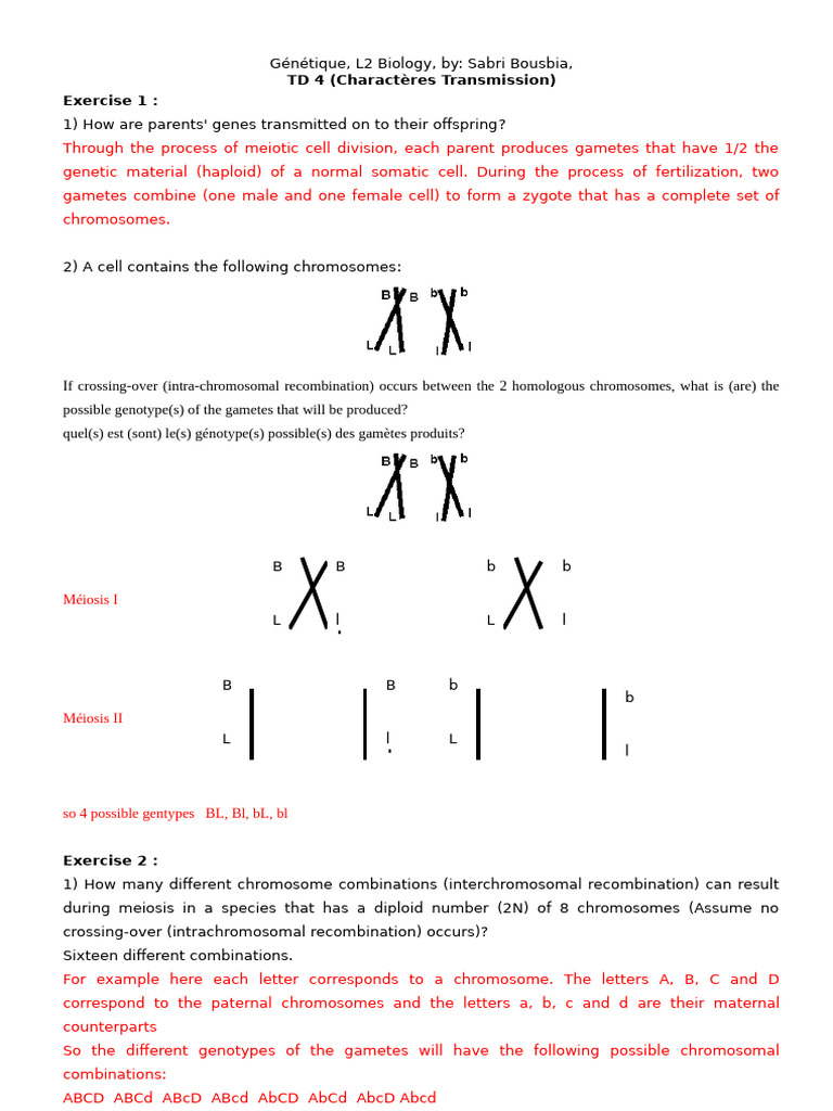TD 4 English Correction | PDF | Meiosis | Ploidy