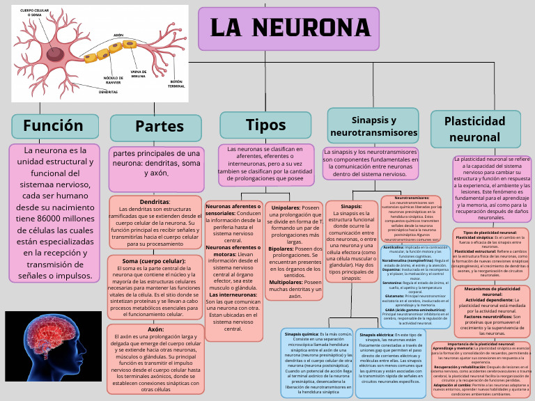 Estructura y Función de Neuronas | PDF | Sinapsis | Neurona