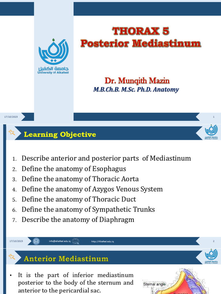Anatomy of the Posterior Mediastinum | PDF | Esophagus | Aorta