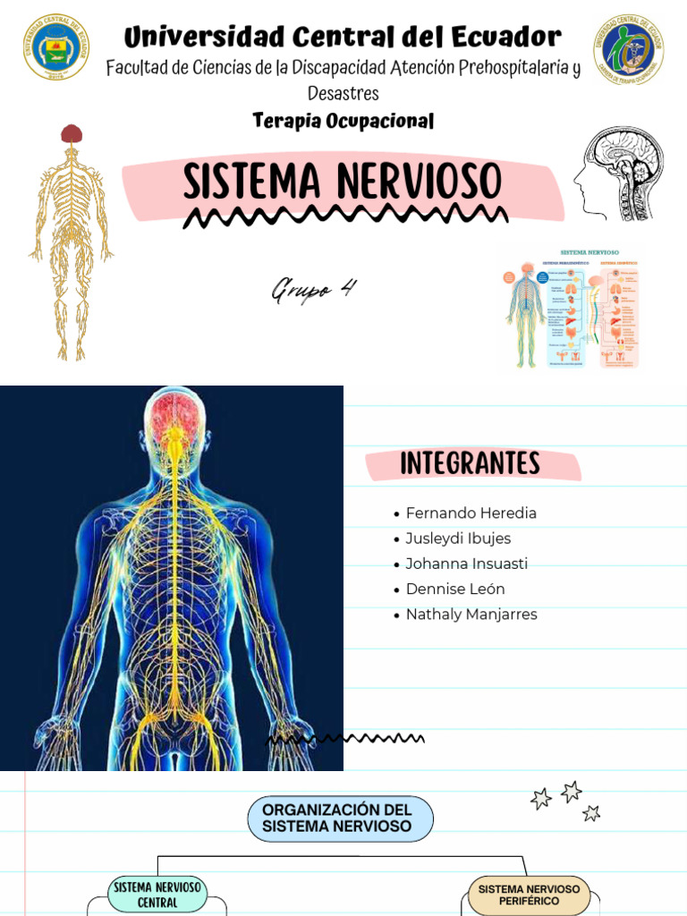 Grupo 4 - Sistema Nervioso | PDF | Sistema nervioso | Nervio
