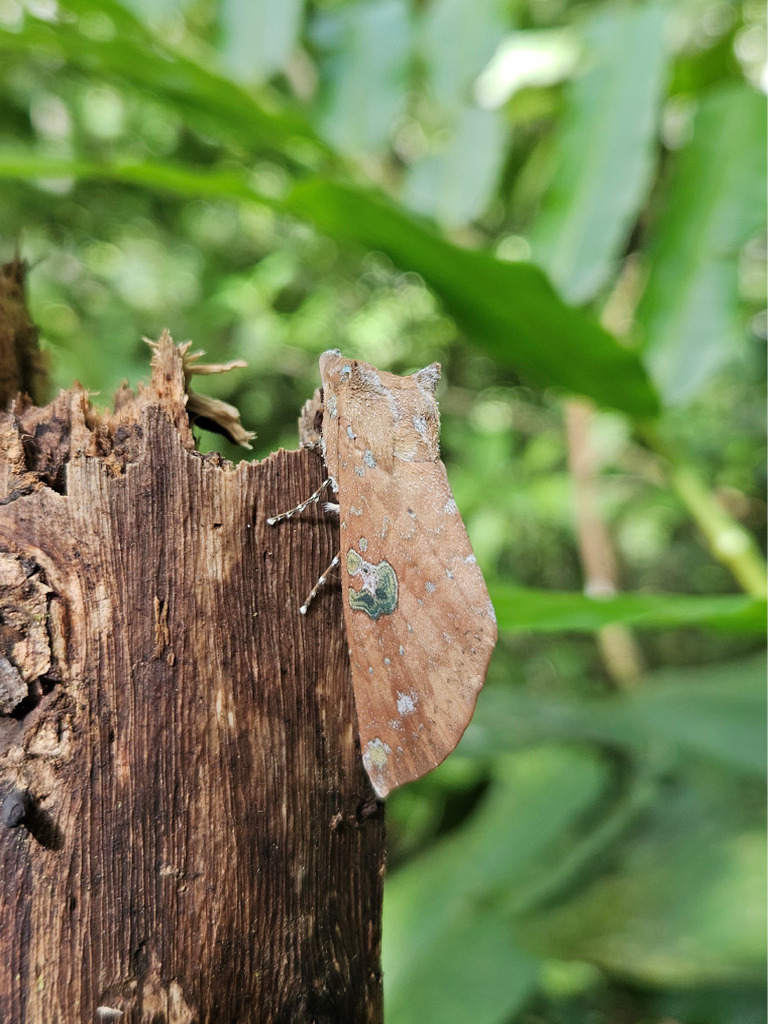 Insecto - Propuesta | PDF