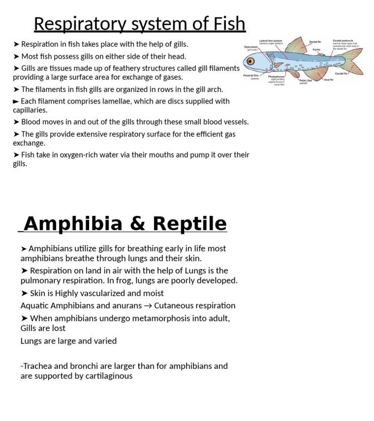 Fish and Amphibian Respiratory Systems | PDF