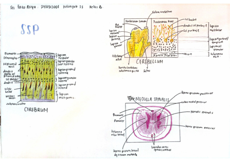 SSP | PDF