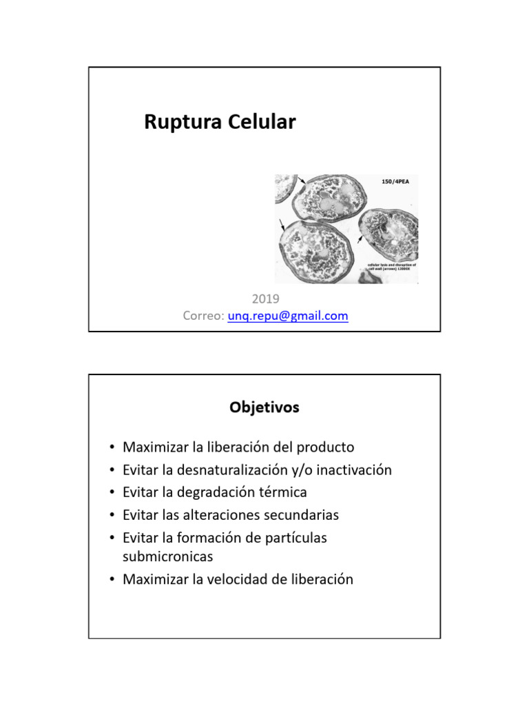 Teorico 2 Ruptura Celular 2019 2C | PDF | Proteínas | Solución tampón