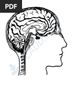 Estructura del Cráneo: Endobase y Exobase | PDF | Otorrinolaringología ...