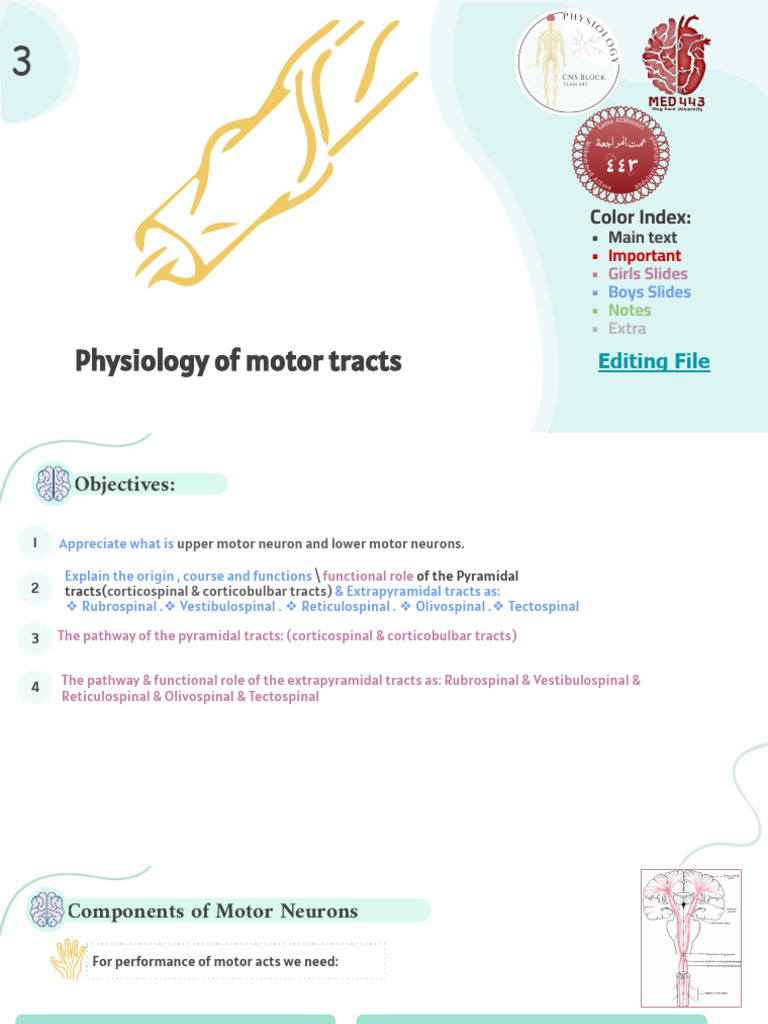 L3-Physiology of Motor Tracts | PDF | Motor Neuron | Spinal Cord