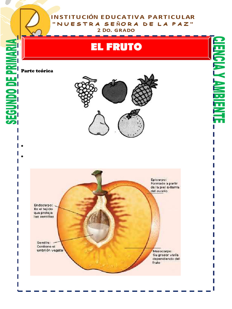 El fruto | PDF | Uva | Alimentos