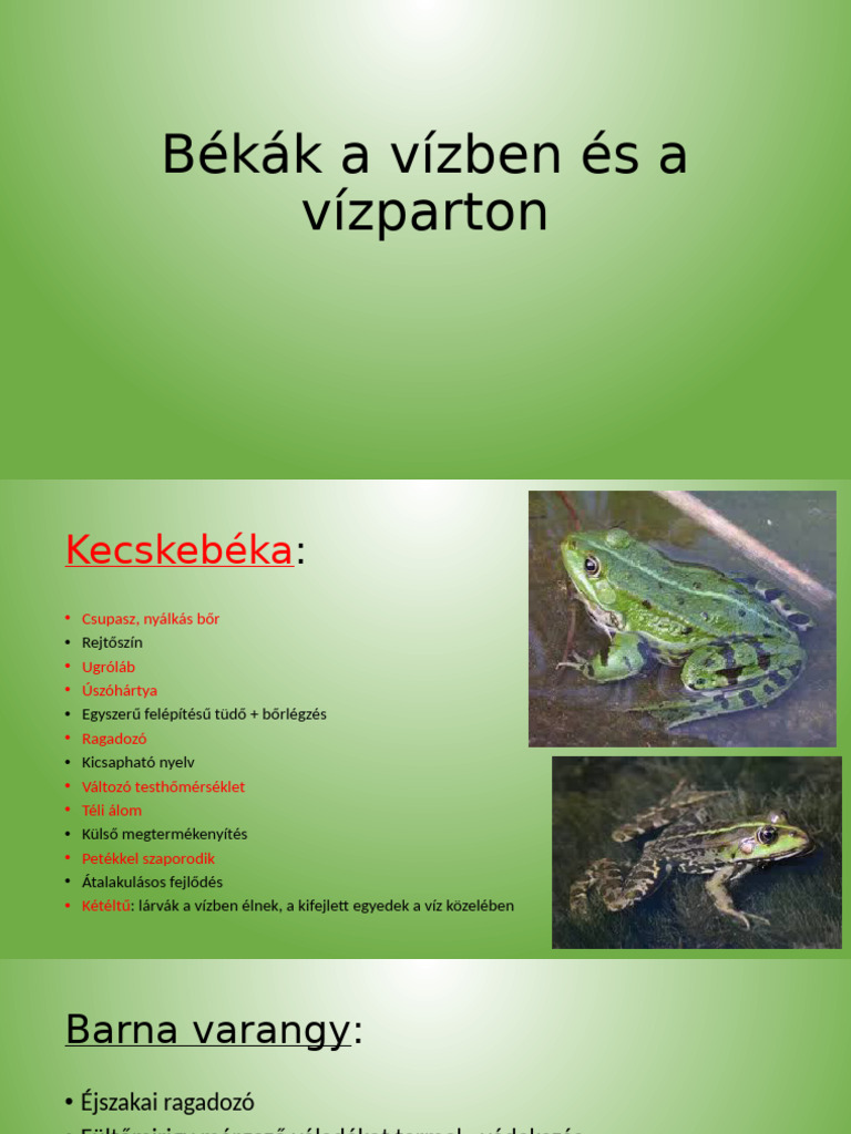 Békák A Vízben És A Vízparton | PDF
