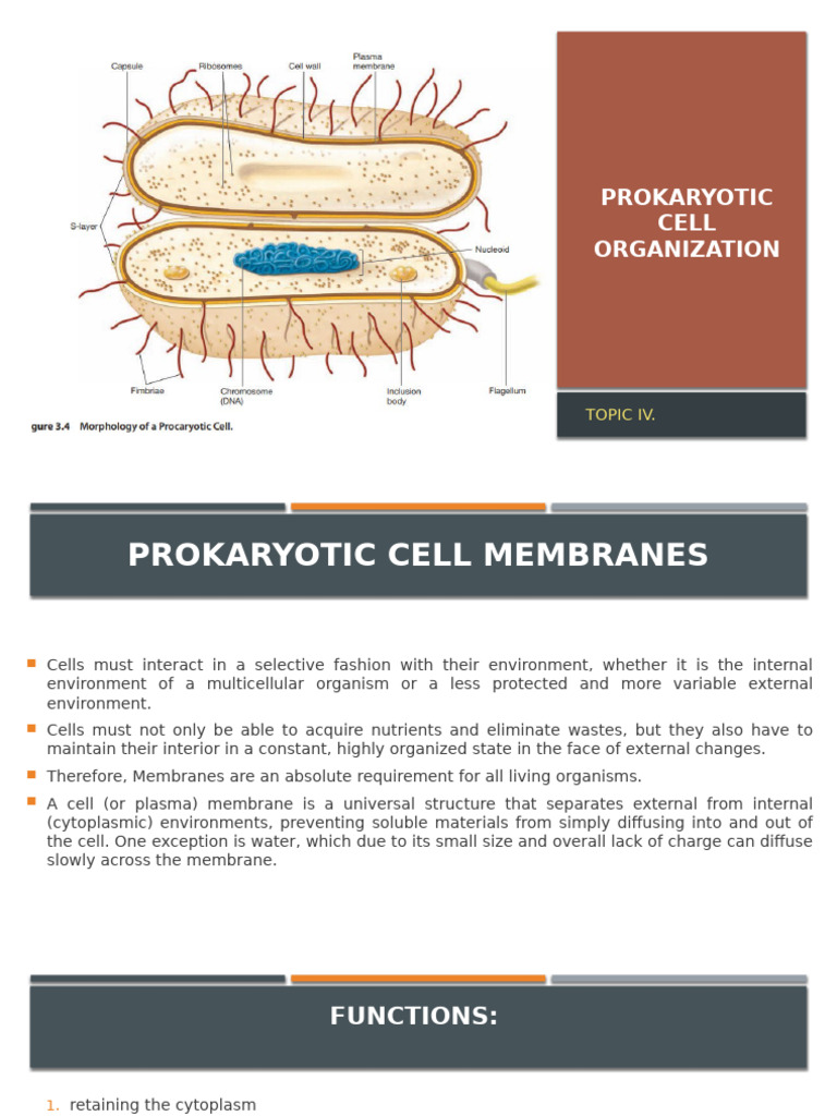 Prokaryotic Cell Organization | PDF | Cell Membrane | Lipid