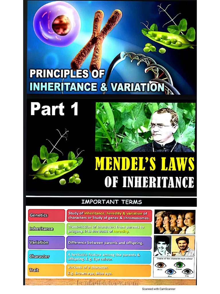 Genetics | PDF