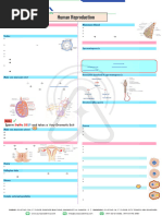 Rabbit Female Reproductive Anatomy | PDF | Wellness | Science & Mathematics
