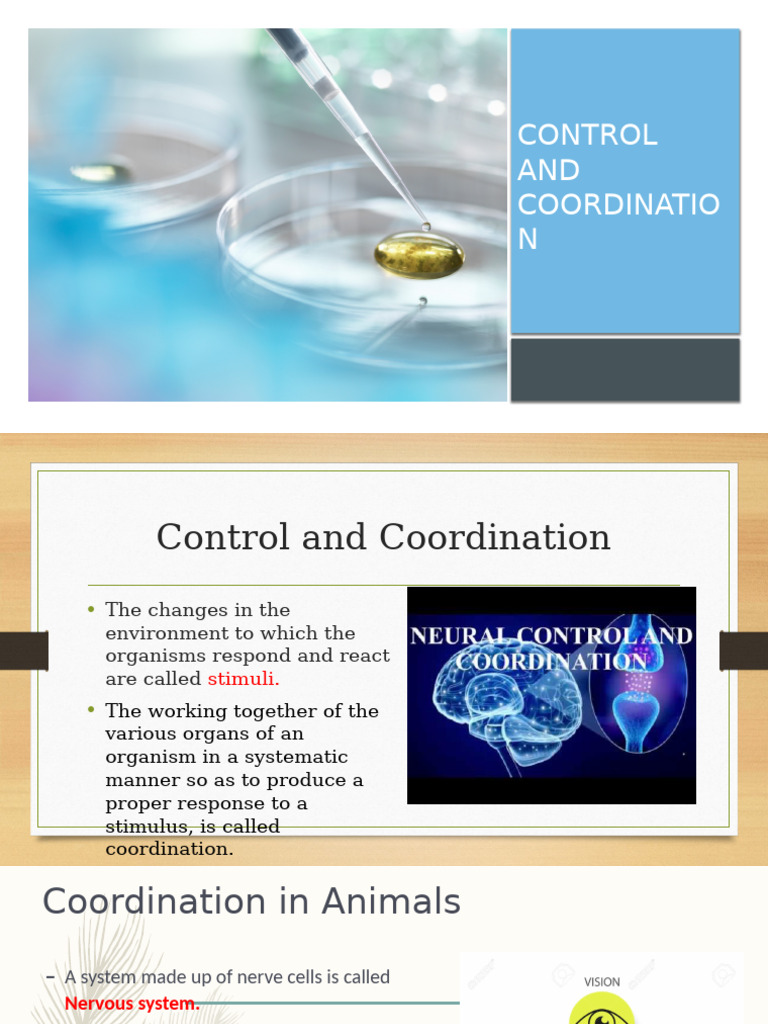Control and Coordination in Animals | PDF | Neuron | Plant Hormone