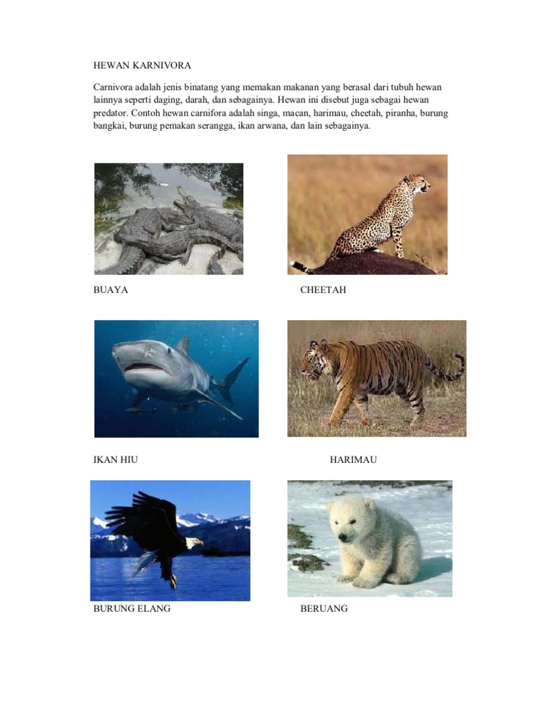 Hewan Karnivora