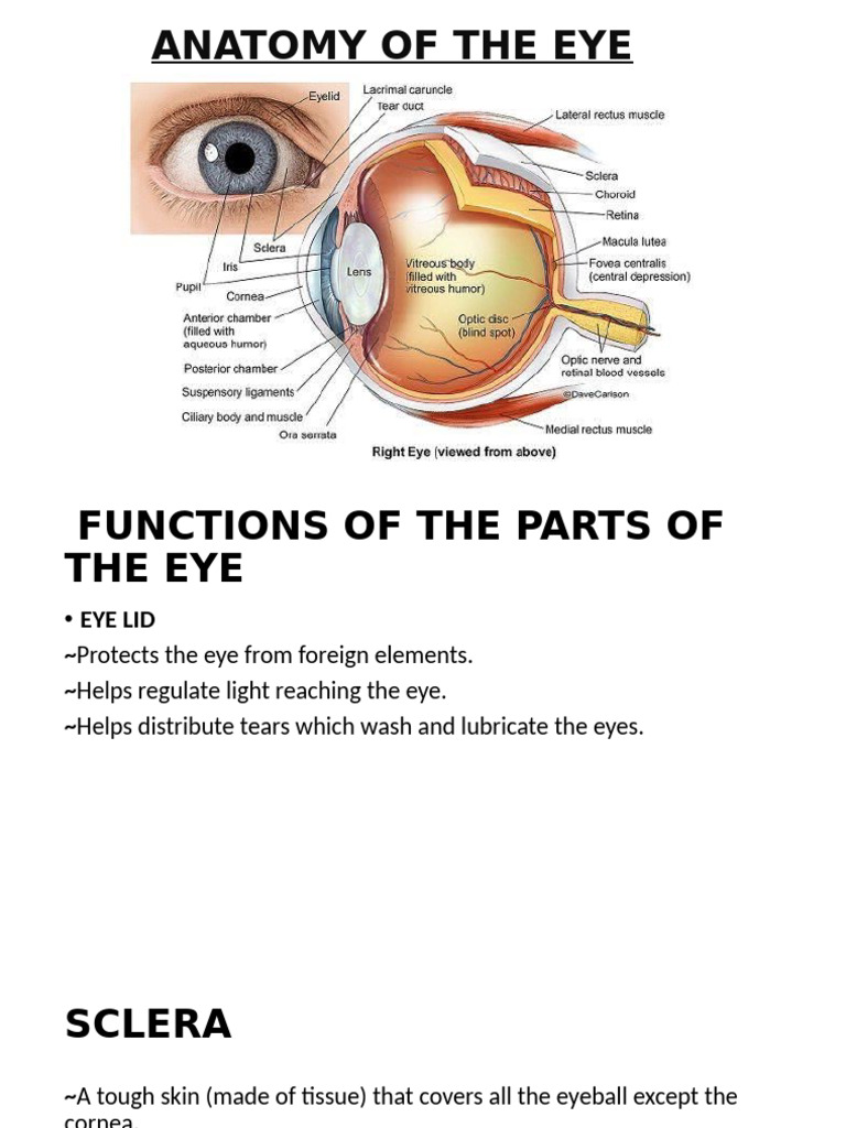 ANATOMY OF THE EYE | PDF | Human Eye | Eye