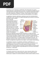 Anatomía y Función de la Mama Femenina | PDF | Pecho | Anatomía humana
