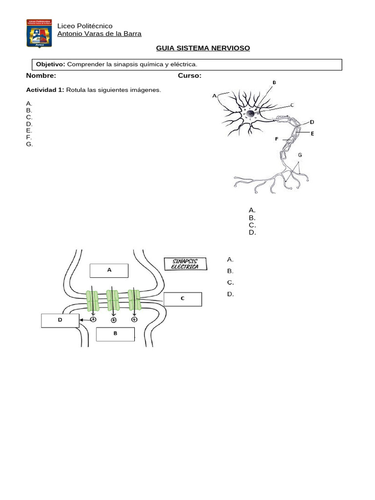 Guía del Sistema Nervioso para Estudiantes | PDF | Neurona | Axon