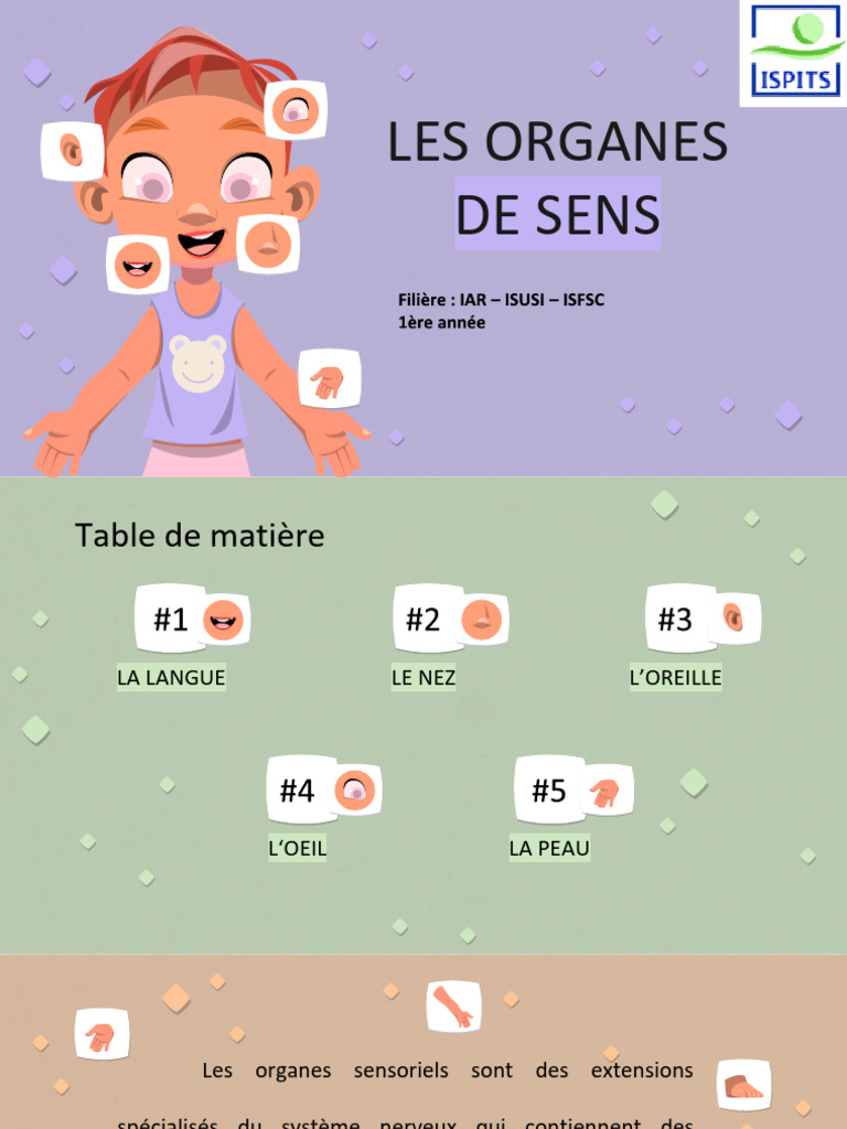 Les organes de sens : structure et fonction | PDF | Goût | Oreille