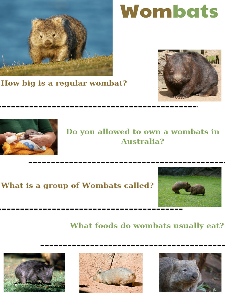 Wombat Facts and Information Guide | PDF