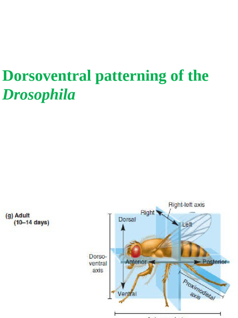 Dor So Ventral | PDF