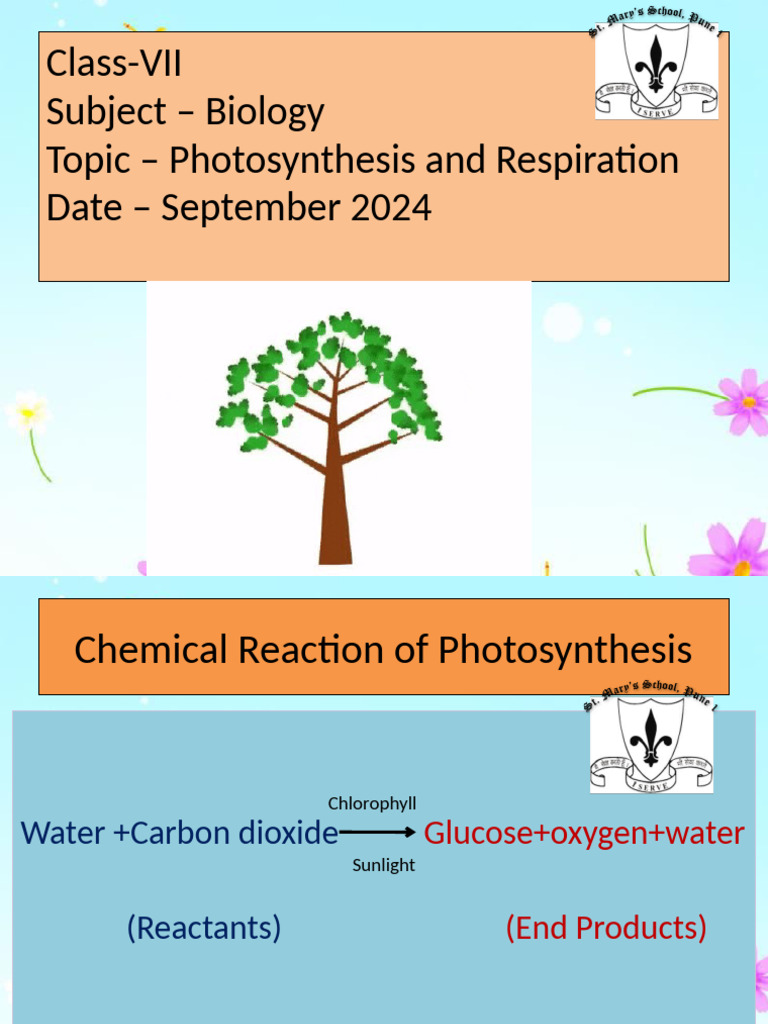 Photosynthesis and Respiration Explained | PDF