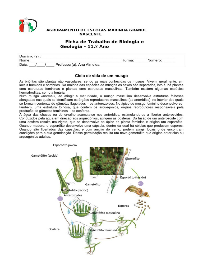 FT Ciclo Vida de Um Musgo CC | PDF | Musgo | Meiose