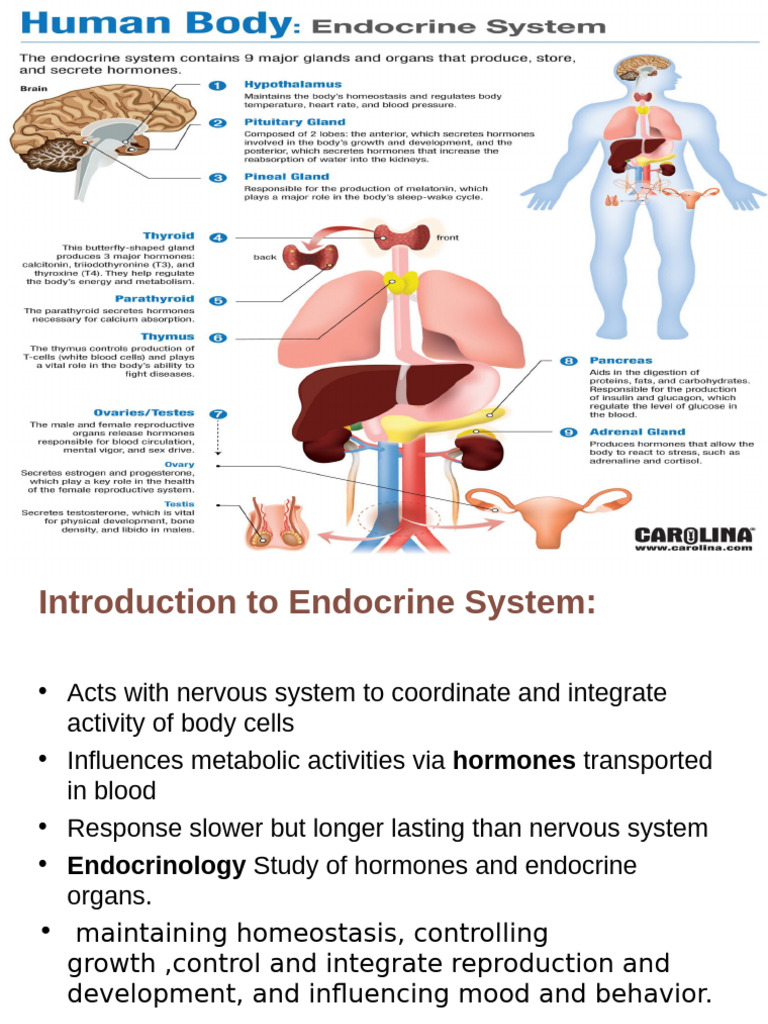 Overview of the Endocrine System | PDF | Pituitary Gland | Hypothalamus