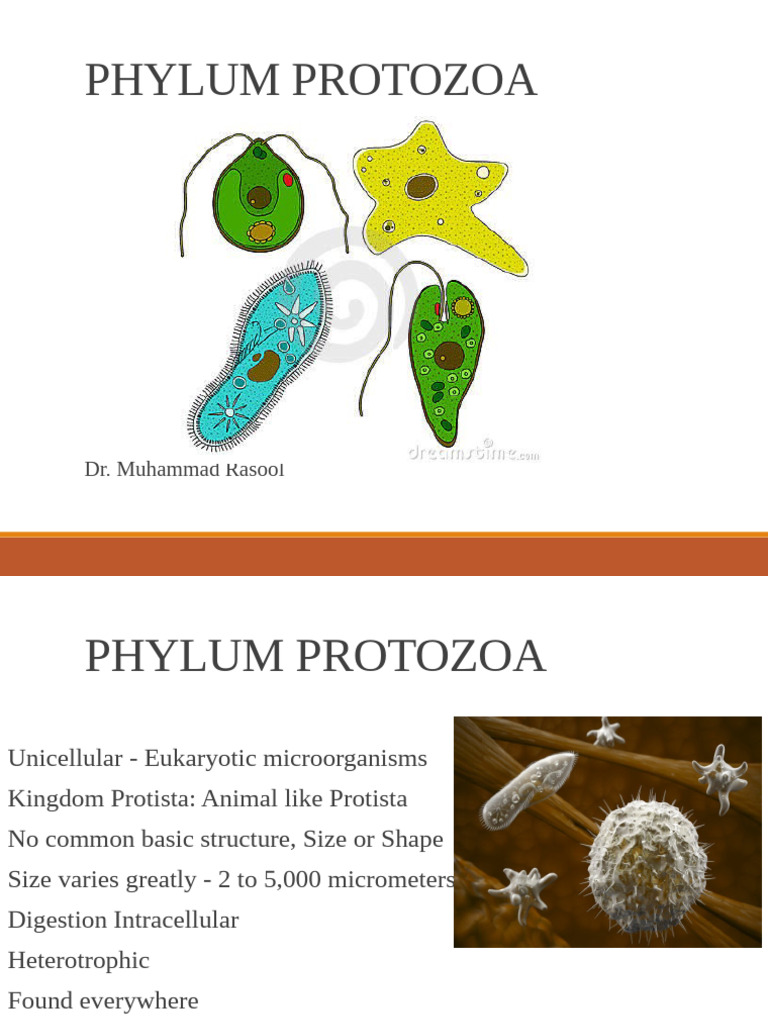 Lec 2. Protozoa | PDF