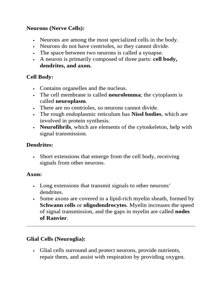 Neurons | PDF | Neuron | Action Potential