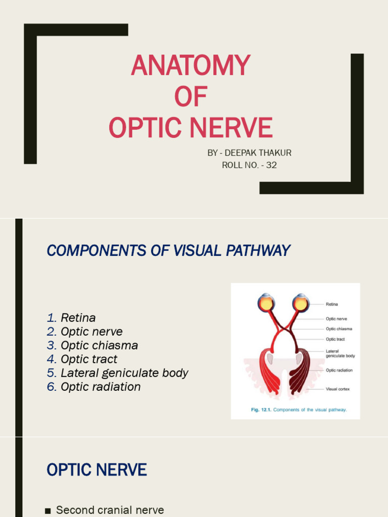 ANATOMY OF OPTIC NERVE | PDF | Human Head And Neck | Nervous System